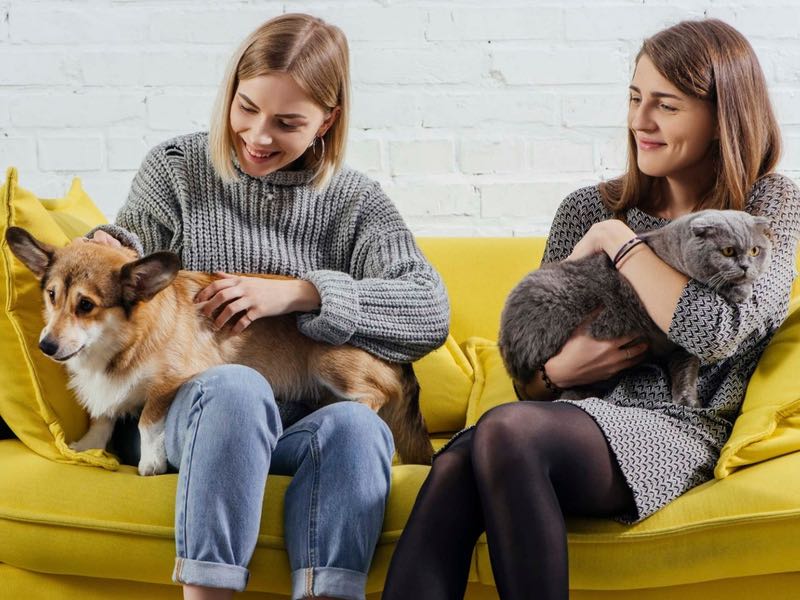 Petcare Tierversicherung